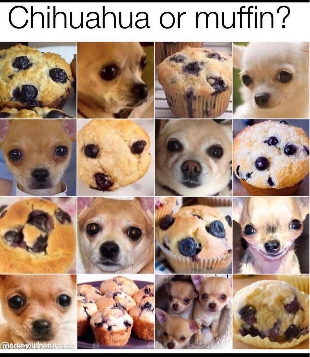 chihuahua or muffin